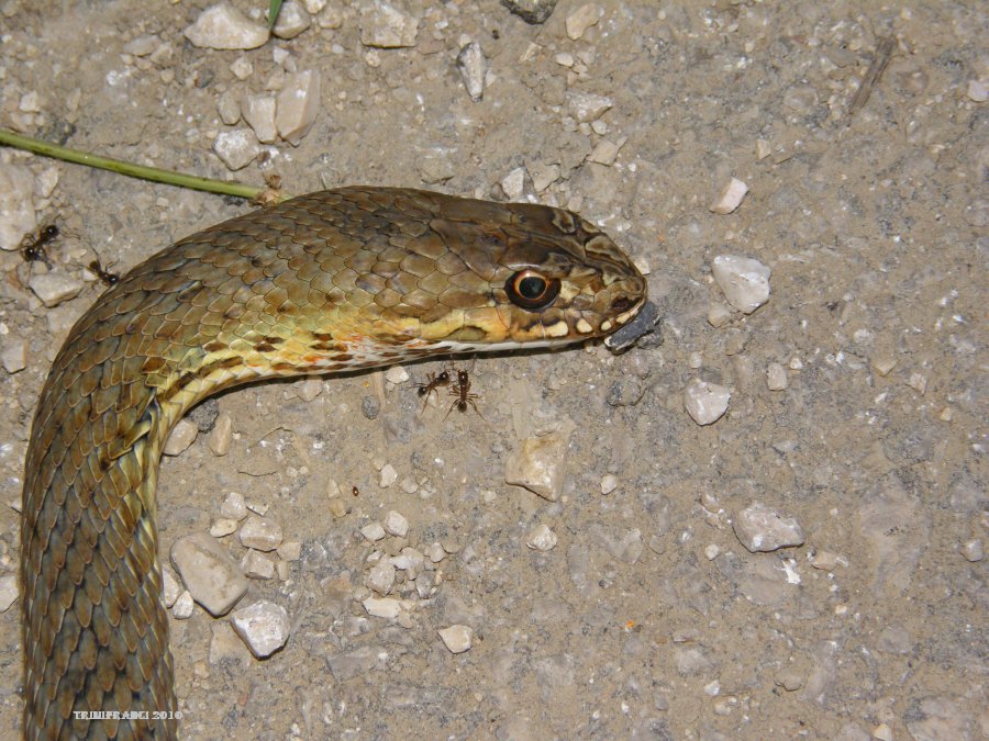 Malpolon insignitus  fuscus